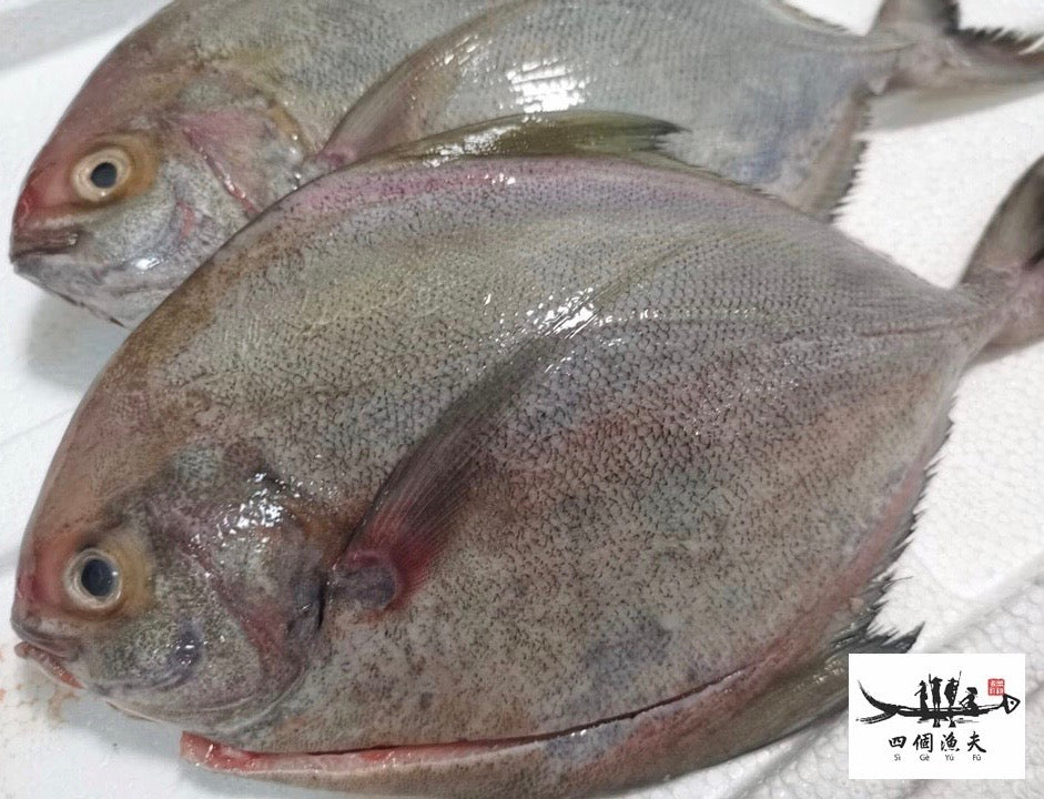 Black Pomfret 黑鲳鱼